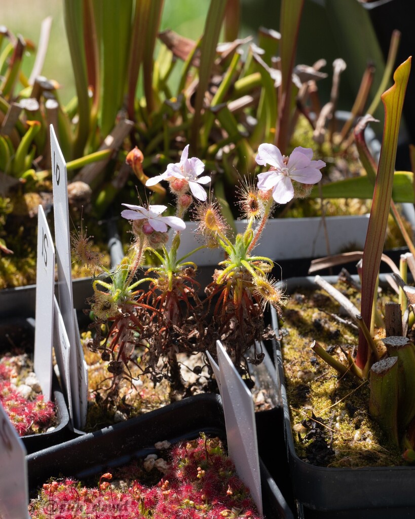 TheSunDewd's tweet photo. flowers of Drosera scorpioides in my backyard

#droserascorpioides #pygmydrosera #pygmysundew #sundew #sundews #drosera #carnivorousplants #carnivorousplant #plant #plants #rareplants #coolplants #savagegarden #garden #gardening #bayarea #eastbay #baypoi… https://t.co/WMfL5GZCXh https://t.co/CJjjXfrNUv
