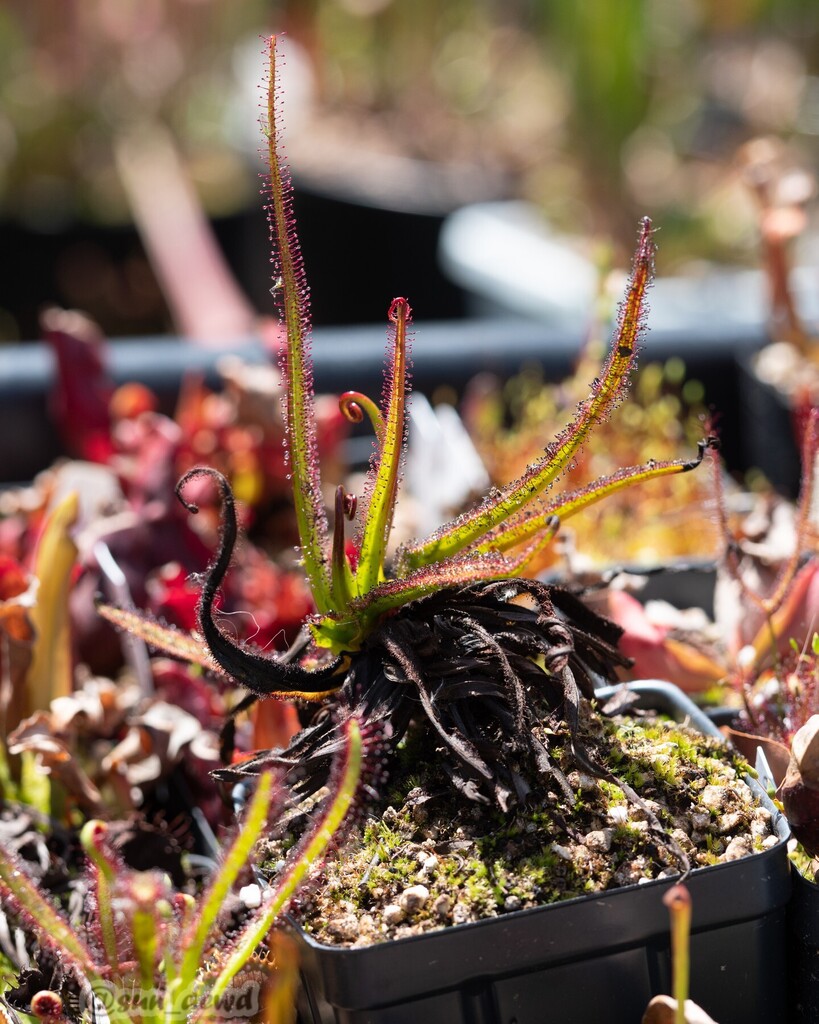 TheSunDewd's tweet photo. Drosera regia waking up in my backyard

#droseraregia #king #kingsundew #droseregia #sundew #sundews #drosera #carnivorousplants #carnivorousplant #plant #plants #rareplants #coolplants #savagegarden #garden #gardening #bayarea #eastbay #baypointca #pitt… https://t.co/1PnjqU9bOO https://t.co/v8vmmovD3t