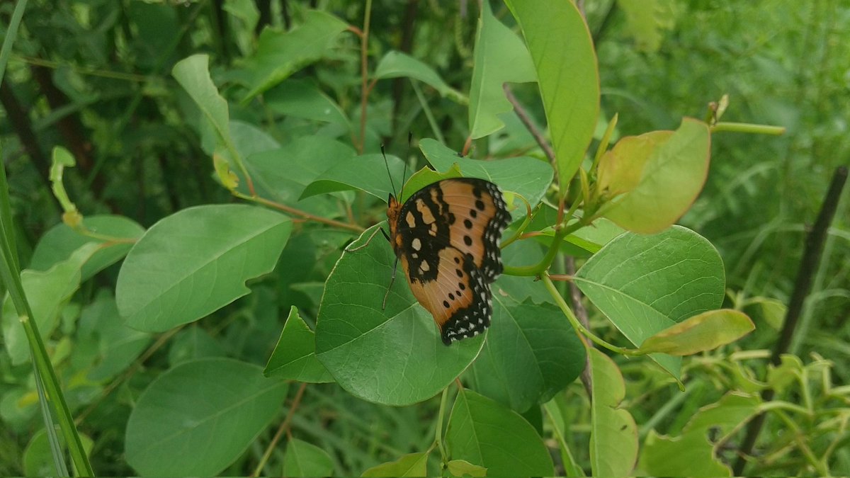 pbo_ug's tweet photo. Butterflies 🦋 are important pollinators which is key to sustainable food production, they also serve as food to other wildlife such as birds.
This Gaudy Commodore (Precis octavia) was taken from Toro Semliki wildlife reserve, 📸 @stephencotton13 https://t.co/EcZKFJXCC0
