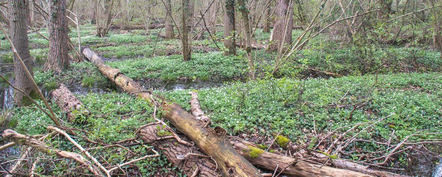Hydrologisch herstel in leembossen in Noord-Brabant dlvr.it/Sn1n57