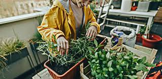 theviotmartial's tweet photo. Voici les étapes pour créer un mini #potager sur votre #balcon recevant au moins 6h de soleil par jour et en choisissant des #légumes adaptés (#aromates, tomate-cerise, piment, poivron, voire laitue) :  https://t.co/lBUBWh4WBE https://t.co/aULGvQwnEc