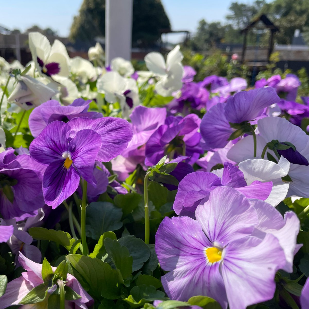 EckardsGarden's tweet photo. It’s colouring in time!! Get into the garden to play with the new seasons plants and colour it is just as exciting as spring can be. Learn more here https://t.co/EkGPlsL1l1 🌸 #timetoplant #eckardsgarden https://t.co/JDzifUuc6d
