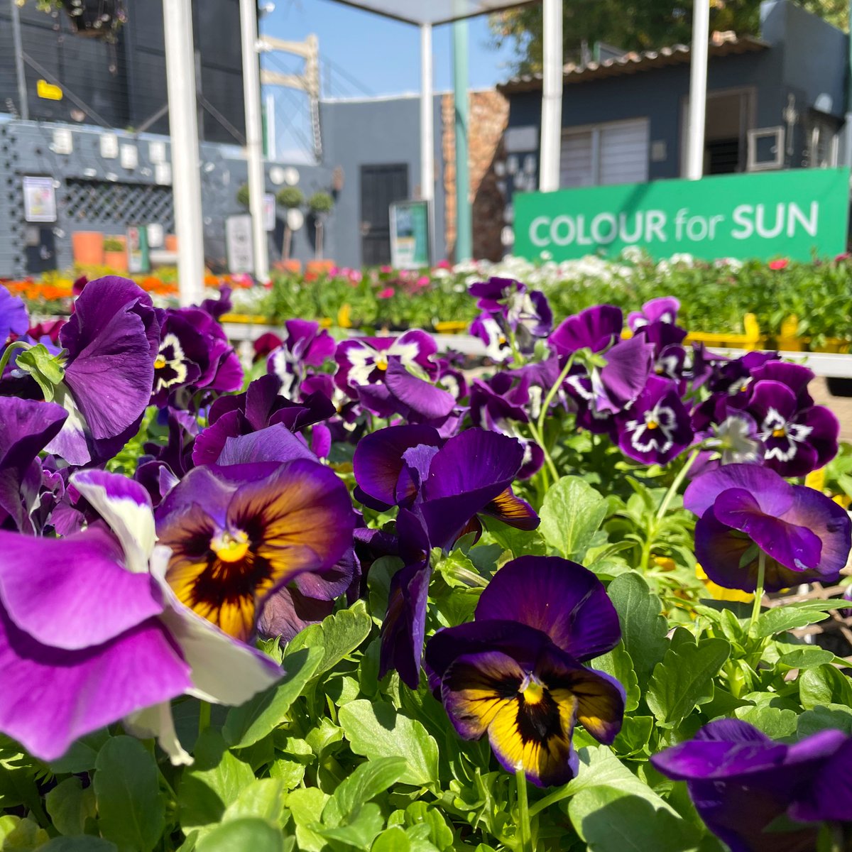 EckardsGarden's tweet photo. It’s colouring in time!! Get into the garden to play with the new seasons plants and colour it is just as exciting as spring can be. Learn more here https://t.co/EkGPlsL1l1 🌸 #timetoplant #eckardsgarden https://t.co/JDzifUuc6d