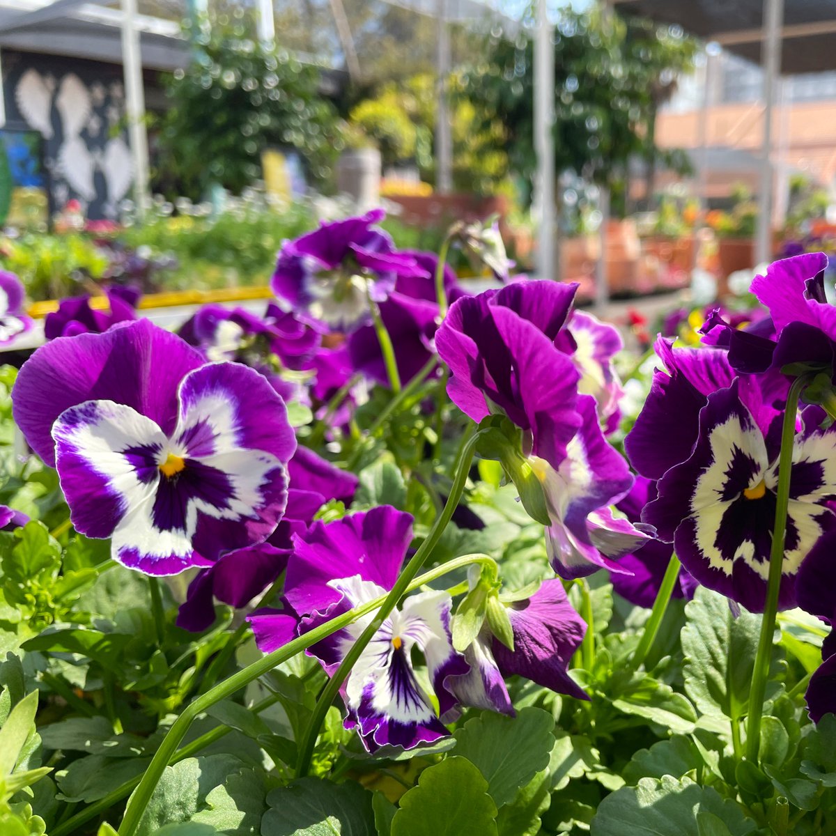 EckardsGarden's tweet photo. It’s colouring in time!! Get into the garden to play with the new seasons plants and colour it is just as exciting as spring can be. Learn more here https://t.co/EkGPlsL1l1 🌸 #timetoplant #eckardsgarden https://t.co/JDzifUuc6d