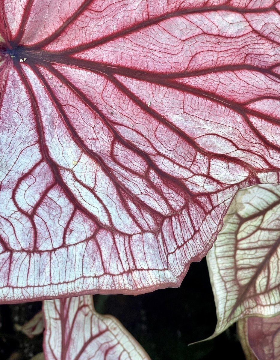 NatashaBarret18's tweet photo. Auckland Domain textures & patterns 🍃
#auckland #aucklanddomain #leaves #textures #patterns #urbanwalks #variegated #shotoniphone #iphone12pro #iphonephoto https://t.co/eP74qlhc50