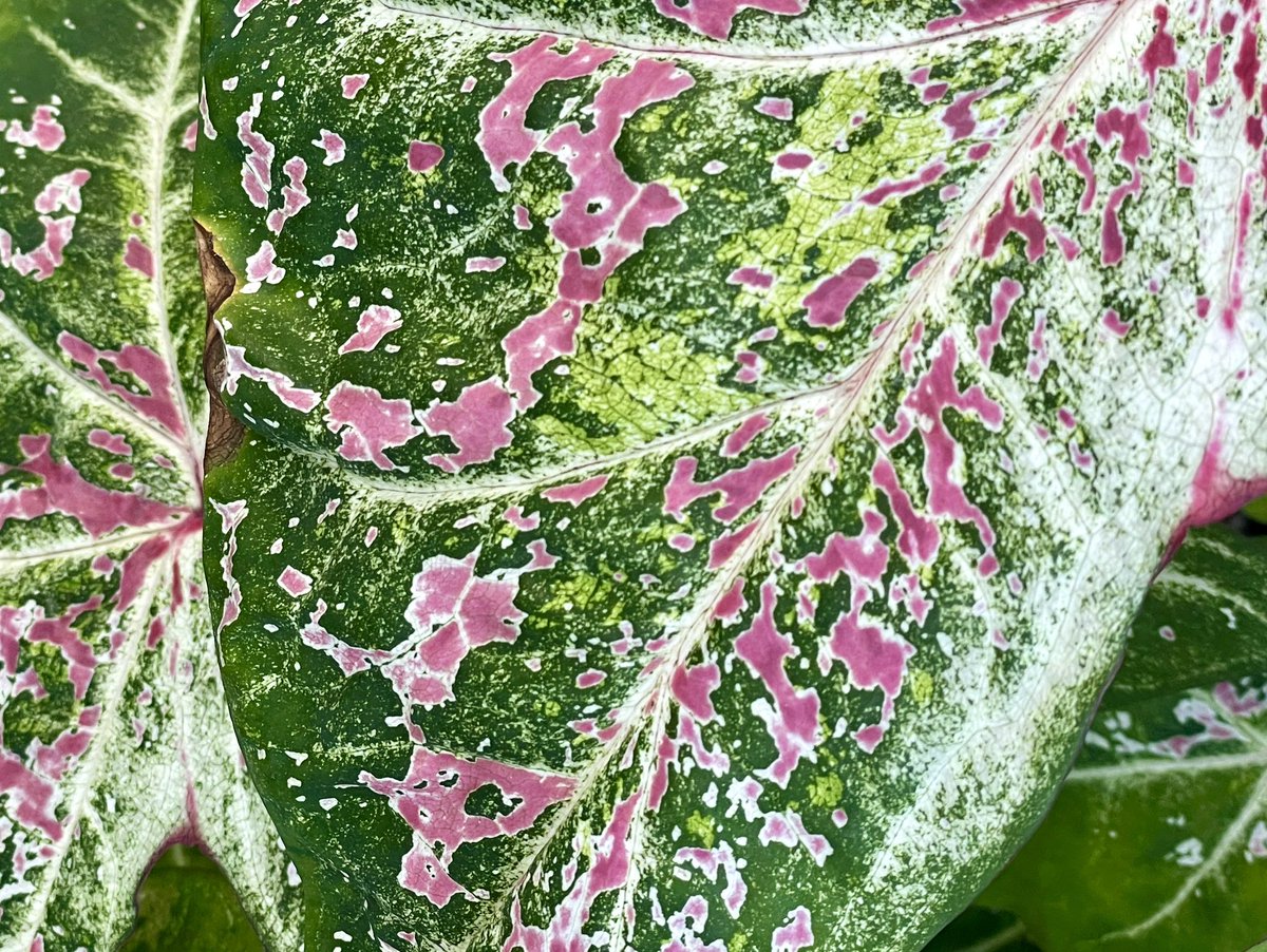 NatashaBarret18's tweet photo. Auckland Domain textures & patterns 🍃
#auckland #aucklanddomain #leaves #textures #patterns #urbanwalks #variegated #shotoniphone #iphone12pro #iphonephoto https://t.co/eP74qlhc50