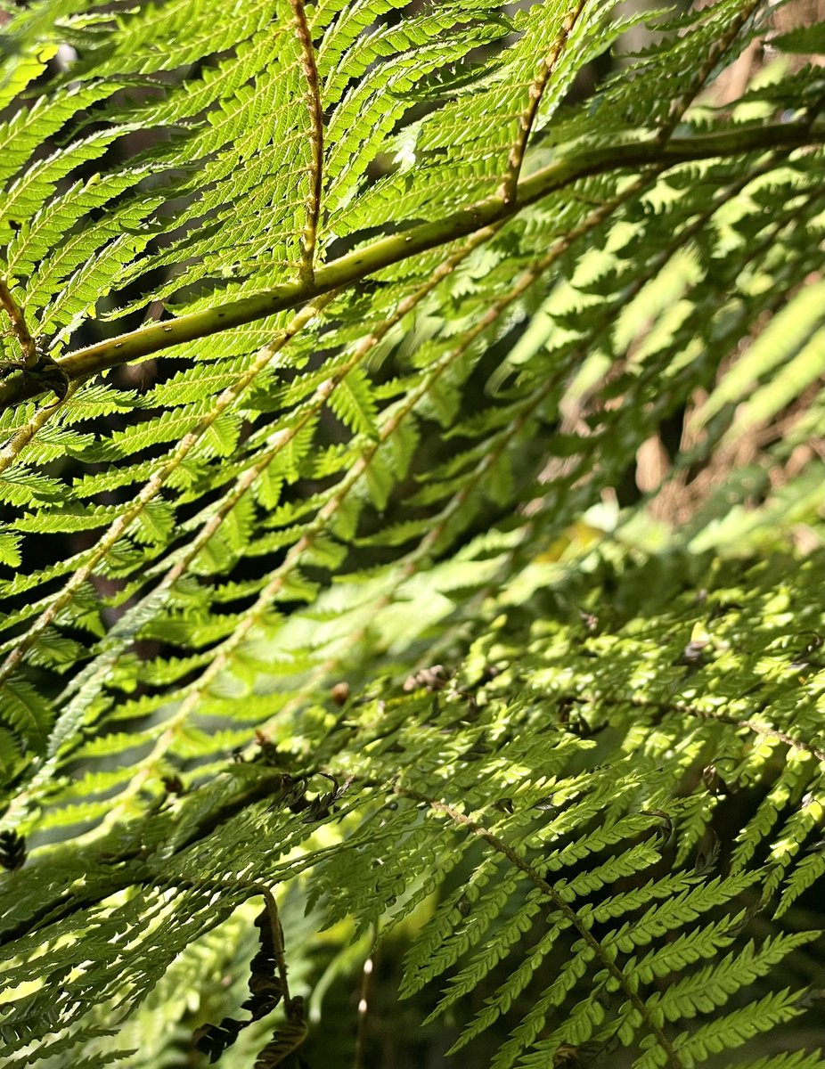 NatashaBarret18's tweet photo. Auckland Domain textures & patterns 🍃
#auckland #aucklanddomain #leaves #textures #patterns #urbanwalks #variegated #shotoniphone #iphone12pro #iphonephoto https://t.co/eP74qlhc50