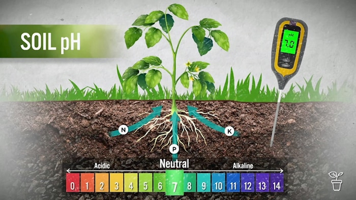 Agricskillstz's tweet photo. How to improve SOIL FERTILITY
Adjust pH levels:
Testing soil pH and adding lime or sulfur as needed can help optimize nutrient availability for plants and improve soil fertility.
#agricskillstz @Agricskillstz https://t.co/wvzZ5gVexF