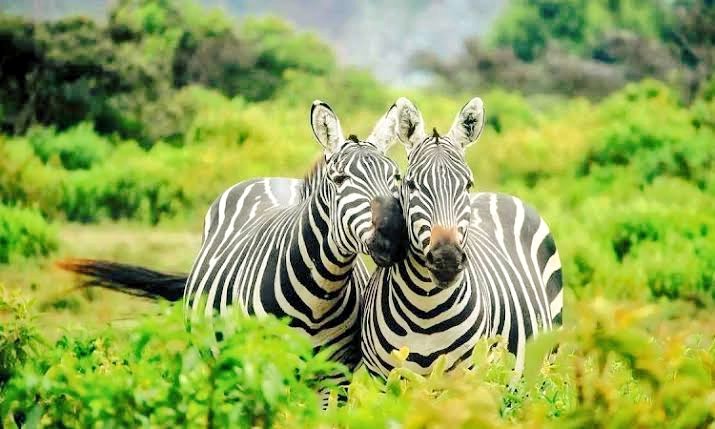 SherryKarungi's tweet photo. The beauty in Lake Mburo National Park.
#VisitUganda 
#ExploreUganda https://t.co/eRQy40RHnl