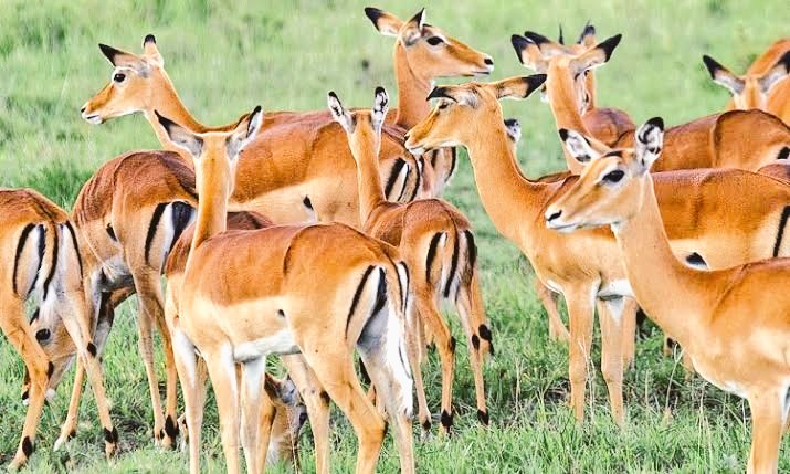 SherryKarungi's tweet photo. The beauty in Lake Mburo National Park.
#VisitUganda 
#ExploreUganda https://t.co/eRQy40RHnl