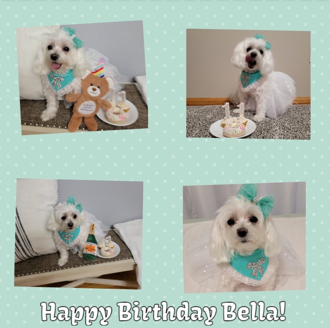 MernkaStacy's tweet photo. Happy 11th Birthday Bella!! 🎂 https://t.co/OMn2gWGUjU
