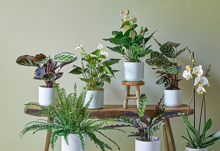 Can’t wait to see the cheeky, new, Little Dobbies Garden Centres due to open in Cheltenham this Thursday. As per the existing five 'Little' branches, the Cheltenham store will carry a curated range of houseplants, plant care and home decor - insightdiy.co.uk/news/little-do…