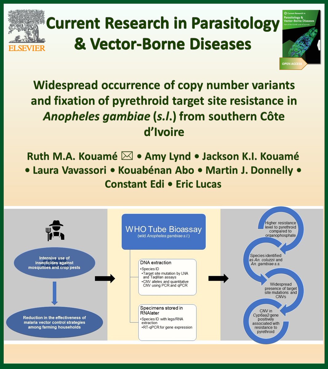 crpvbd's tweet photo. World Malaria Day 2023 with @CRPVBD

Focus on mosquito vectors:

▶️https://t.co/pbBRVVsZGU

#Anopheles gambiae (s.l.) #Vgsc #Ace1 #P450s #CNVs #gene expression #OpenAccess #WorldMalariaDay

@CSRS_CIV @AnetKostadinova @ParasitologyELS https://t.co/fwlMuGTAKE