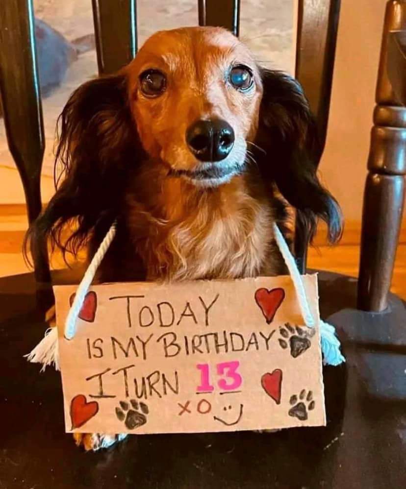 thehappydog_'s tweet photo. Today is my Birthday 🎁🎉 I turn 13 🌸❤ https://t.co/L0KbK1DOjO