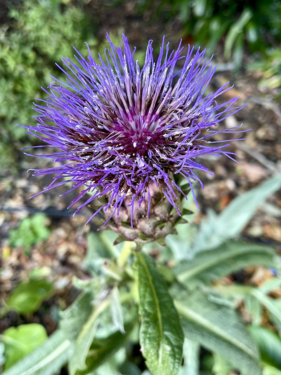 NatashaBarret18's tweet photo. Orange & Purple: The Bold And The Beautiful 🌸
#auckland #aucklanddomain #flowers #urbanwalks #shotoniphone #iphone12pro #iphonephoto https://t.co/L7abWzAYyM