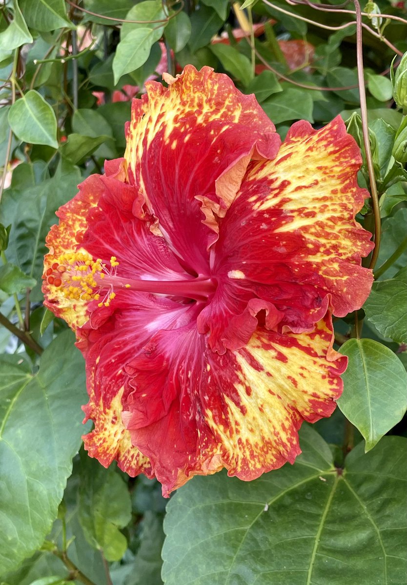 NatashaBarret18's tweet photo. Orange & Purple: The Bold And The Beautiful 🌸
#auckland #aucklanddomain #flowers #urbanwalks #shotoniphone #iphone12pro #iphonephoto https://t.co/L7abWzAYyM