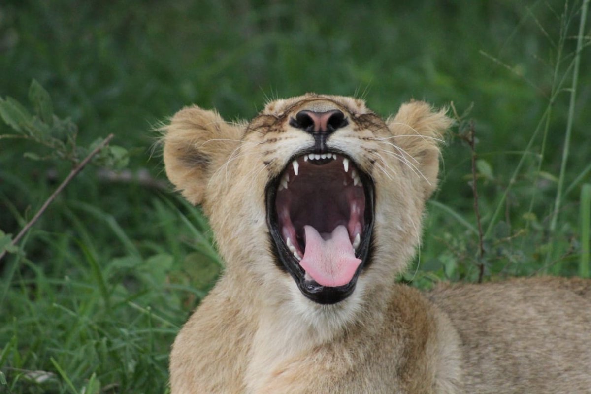 Yawn, I'm tired! Lions tend to sleep most of the day, sometimes 20 hours out of 24! Hard work being king of the jungle!

#lions # catsofinstagram #welcomewednesday #myafricansafari #undertheafricansun #bucketlisttravel #meetmzansi #worldpassport #travelgram #needleslodge