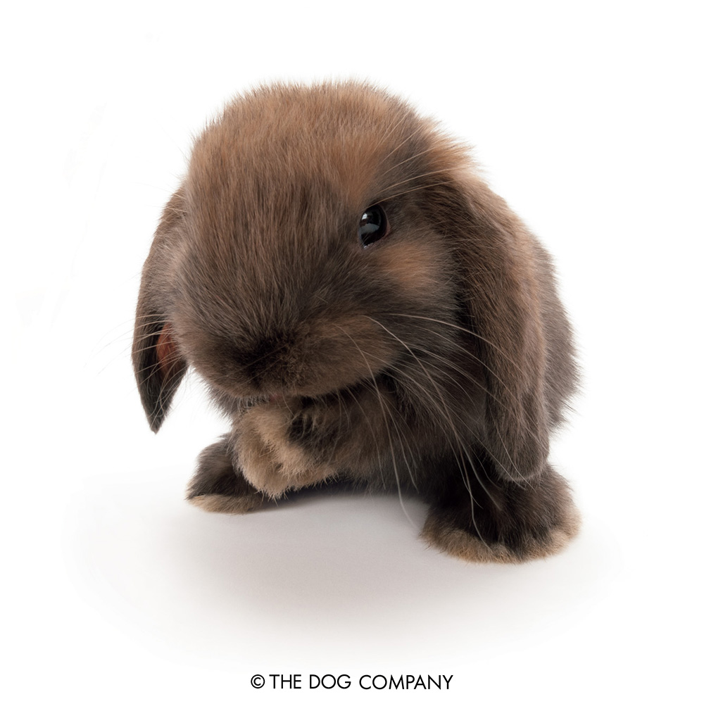 No I'm not plotting anything..I'm just thinking of where to hide my carrots!

#rabbit #bunny #bunnystagram #bunnylove #bunnies #rabbitlove #rabbistagram #bunniesofinstagram #rabbitsofinstagram #therabbit #thedogandfriends