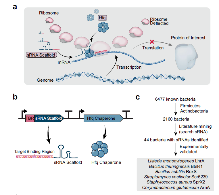 mbelmbel99's tweet photo. Targeted and high-throughput gene knockdown in diverse bacteria using synthetic sRNAs - published. 

https://t.co/M20NPC7eIT https://t.co/cSNDVabsX1