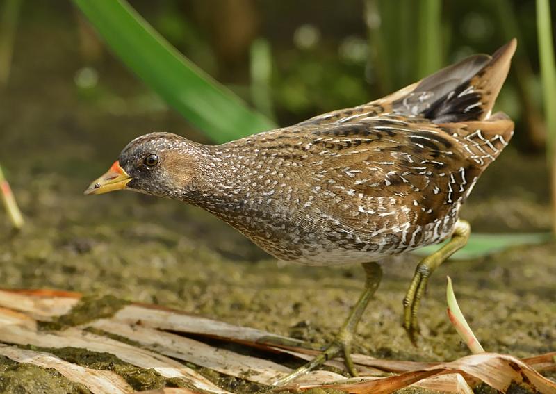 De eerste periode van/voor de Nacht van de Rallen is nog steeds gaande! #porseleinhoen sovon.nl/nacht-van-de-r… @HGL_JanBeekman @marcoglastra @natuuronlanden @AvifaunaGrunn @BoswachterMes @Bosw8erRoos @BCDeWieden @BCDeWeerribben @boswachterbart @bosw8 @Sovon @DeJongAlbert