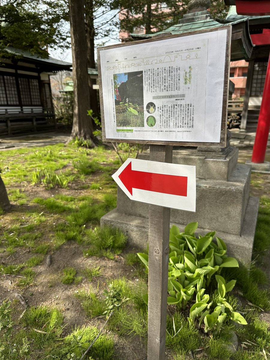 utojinja's tweet photo. こんにちは☺️
今日25日の東奥日報朝刊に善知鳥神社境内内に自生している「マイズルソウ」が「あおもり　まち野草」を担当しております村上さんにより撮影され掲載されましたのでご覧いただけたら幸いです☺️⛩️5月が見頃だそうです🌸
#マイズルソウ #花 #風景 #神社 #青森市 #東奥日報 https://t.co/0TXQo3DZQo