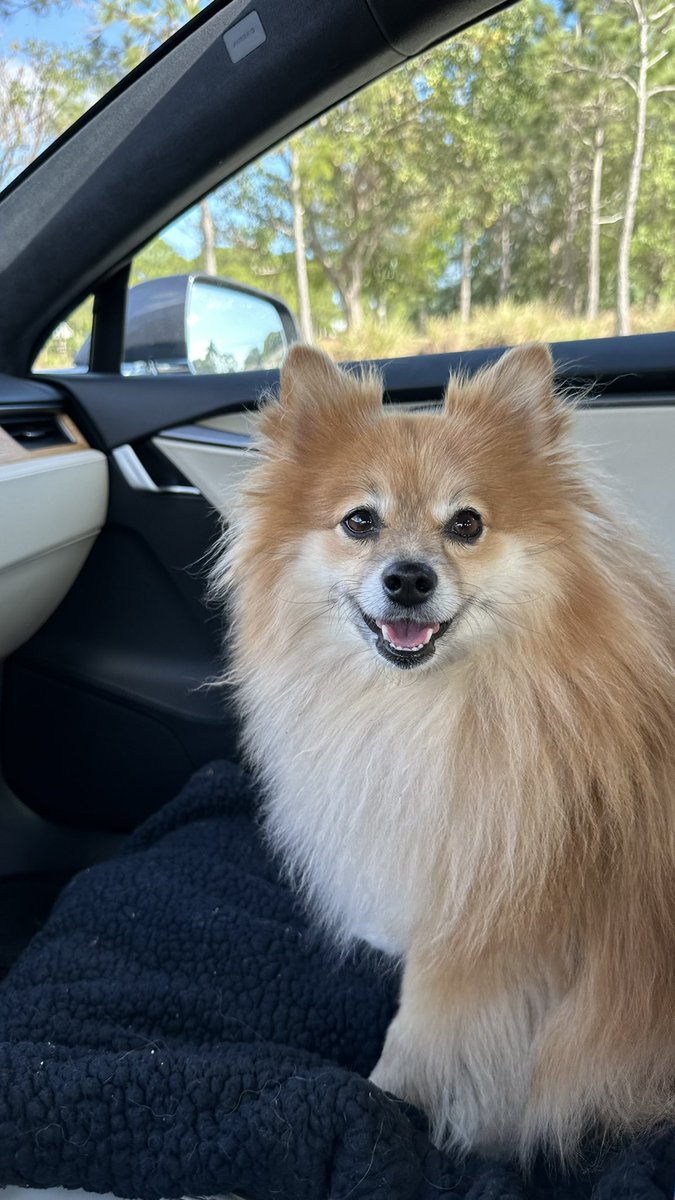 philkates's tweet photo. @juliaferraioli I may have missed the invites but Tanuki says hi anyway https://t.co/hSY11l2wck