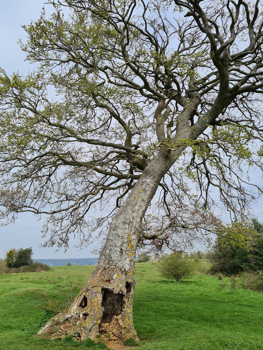 EnnisJones2's tweet photo. #thicktrunktuesday Good morning Tree people from a frosty but sunny Gloucestershire - Spring-washed Beech leaning into life on #Rodboroughcommon https://t.co/OMtA0Id92P