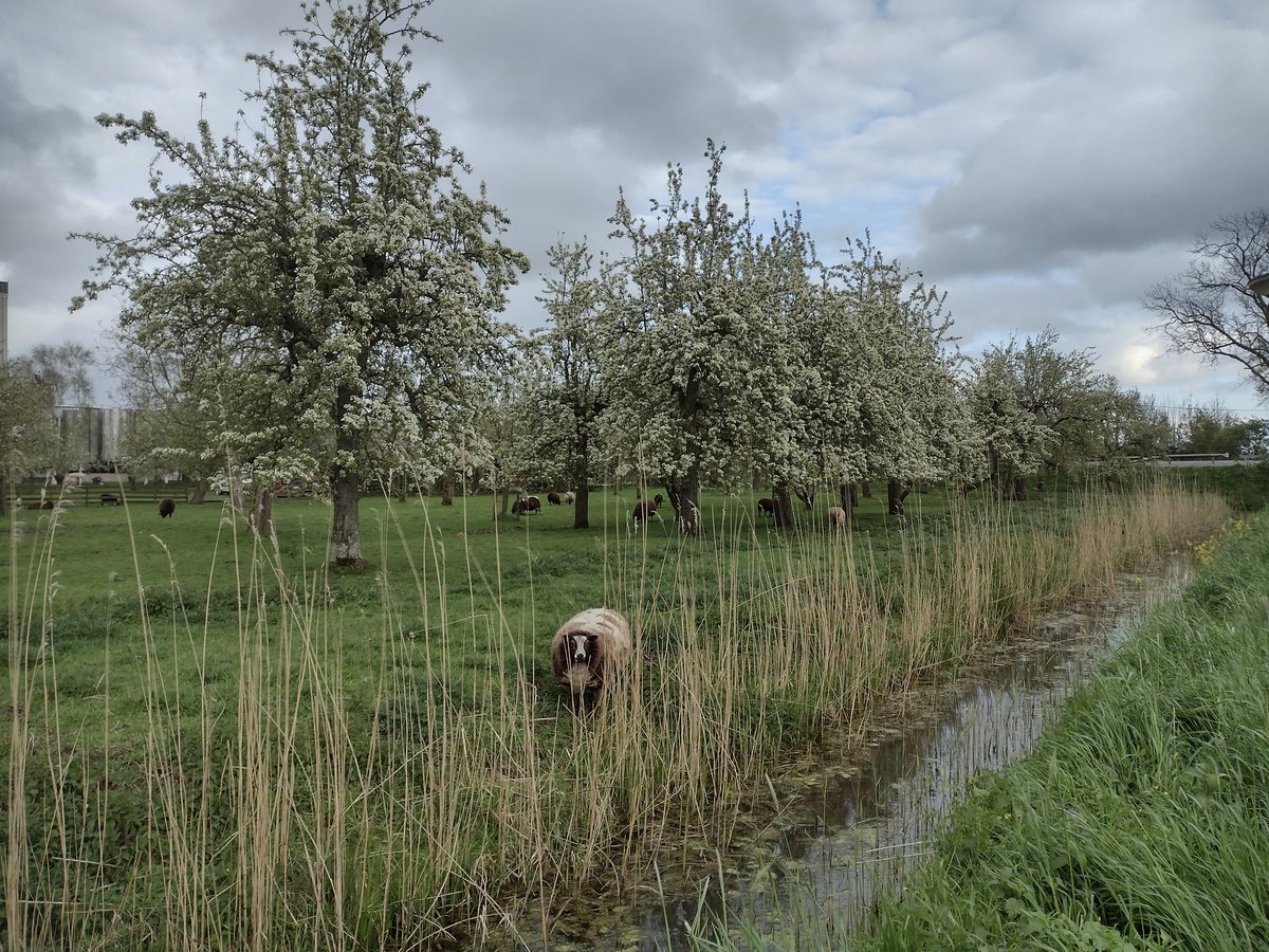 Fraaie bloeiende #hoogstamfruit #bomen langs de Hollandse IJssel #Haastrecht. Mooi dat ze er nog steeds zijn, al weer vele jaren geleden hiervoor de 1e onderhoudsubsidie geregeld, anders waren ze destijds waarschijnlijk gekapt.