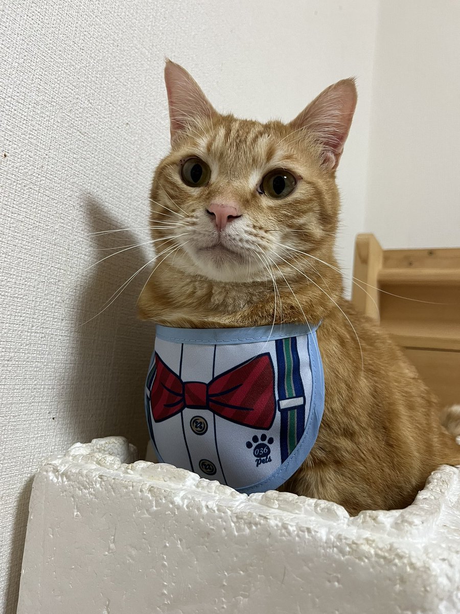mamio561123's tweet photo. ししまるがオーサムストアの
第二期わんにゃんバサダーに選ばれました🎖️
撮影はご家族もOKということでみんにゃで参加‼︎
#オーサムストア #asわんにゃんバサダー https://t.co/UzoHFm8jNG