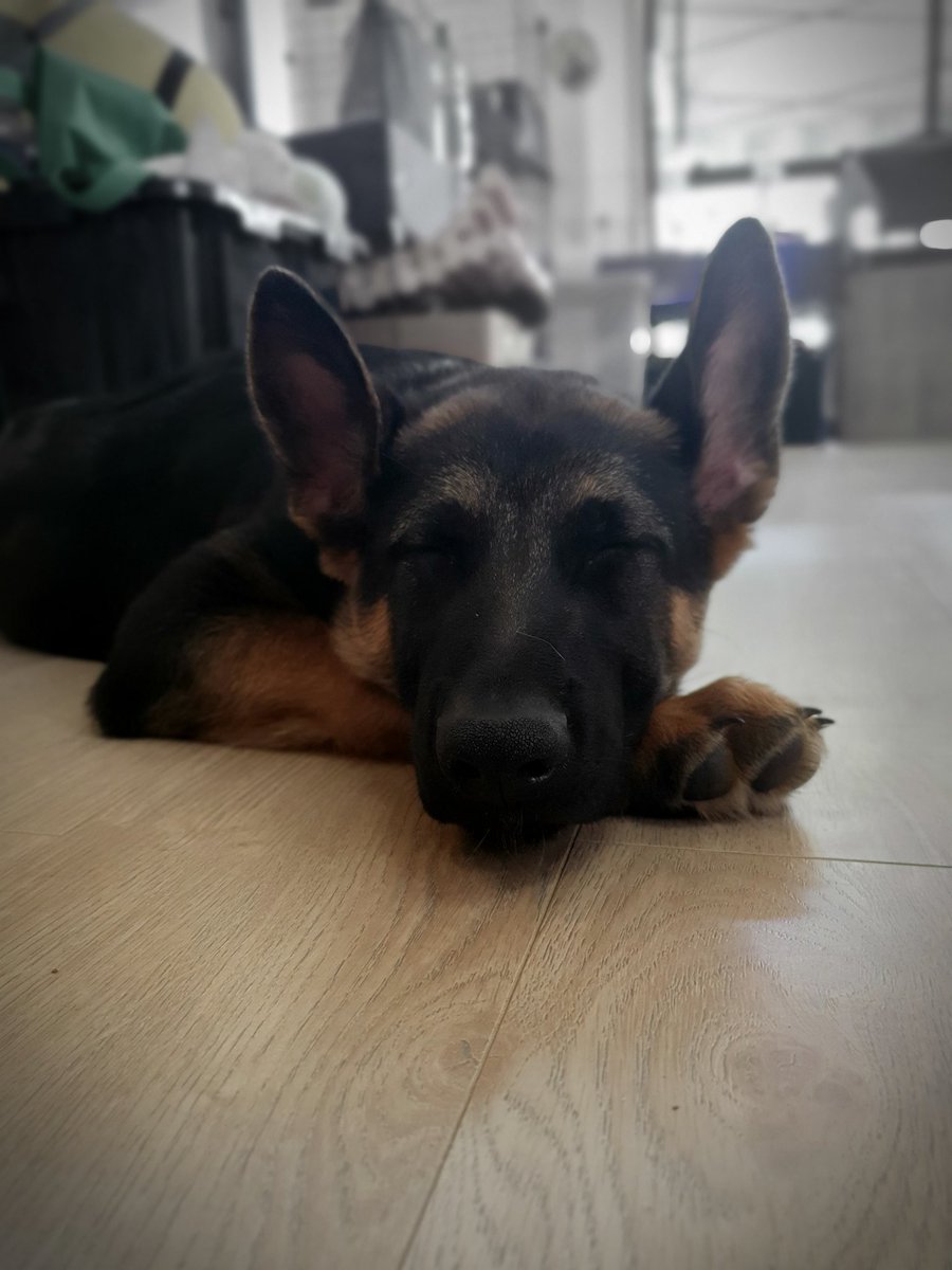 Qu33nUnderworld's tweet photo. Most streamers have pets right? Here's a pic of my 14 week old German Shepherd... Whats your pet? Or if you could have one, what would you get??

#Germanshepherd #smallstreamers #streamerpet #TwitchStreamers https://t.co/8HPefXX4lZ
