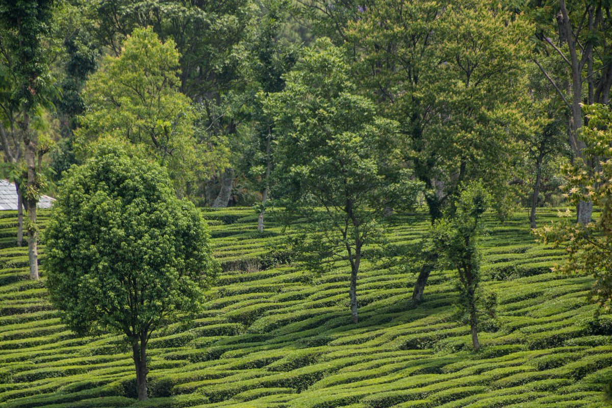 Plaxonic's tweet photo. Exciting news! Plaxonic is expanding with a new branch office in Palampur, Himachal Pradesh! Join us for the launch event on April 30th and taste local delicacies like Kangri Dham. We're proud to be creating new jobs and opportunities in the area and believe in its potential. https://t.co/AJ0EYmJqPy