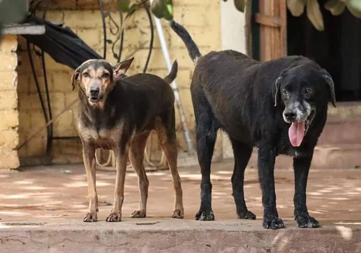 urallfunny's tweet photo. Love them, they deserve all the love❤️
#pooranimal #dog #Puppies
#helpanimals #dogsoftwitter https://t.co/lHFJjE3yda
