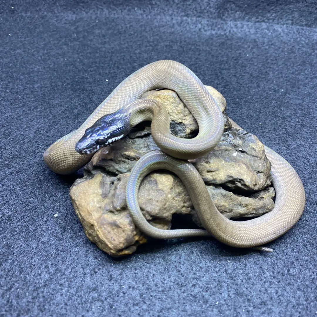 reptile_CRESTA's tweet image. こよなく愛するアルバーティスパイソン
ノーザン×2匹入荷してます!!
ほんとに美しい。
パイソン好きなら一度はお迎えすべし。
#アルバーティスパイソン #シロクチニシキヘビ #whitelippedpython #leiopython #reptile #reptiles #reptileavenue_cresta #albertispython #python #pythons