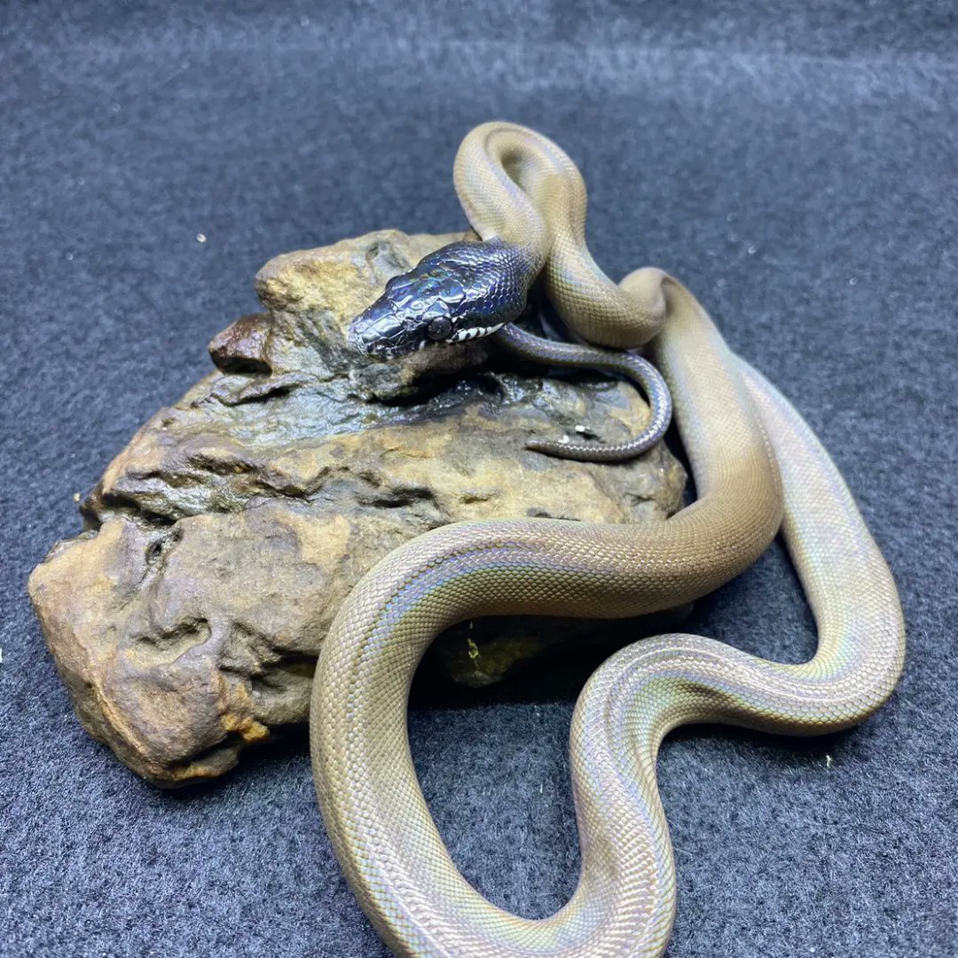 reptile_CRESTA's tweet image. こよなく愛するアルバーティスパイソン
ノーザン×2匹入荷してます!!
ほんとに美しい。
パイソン好きなら一度はお迎えすべし。
#アルバーティスパイソン #シロクチニシキヘビ #whitelippedpython #leiopython #reptile #reptiles #reptileavenue_cresta #albertispython #python #pythons
