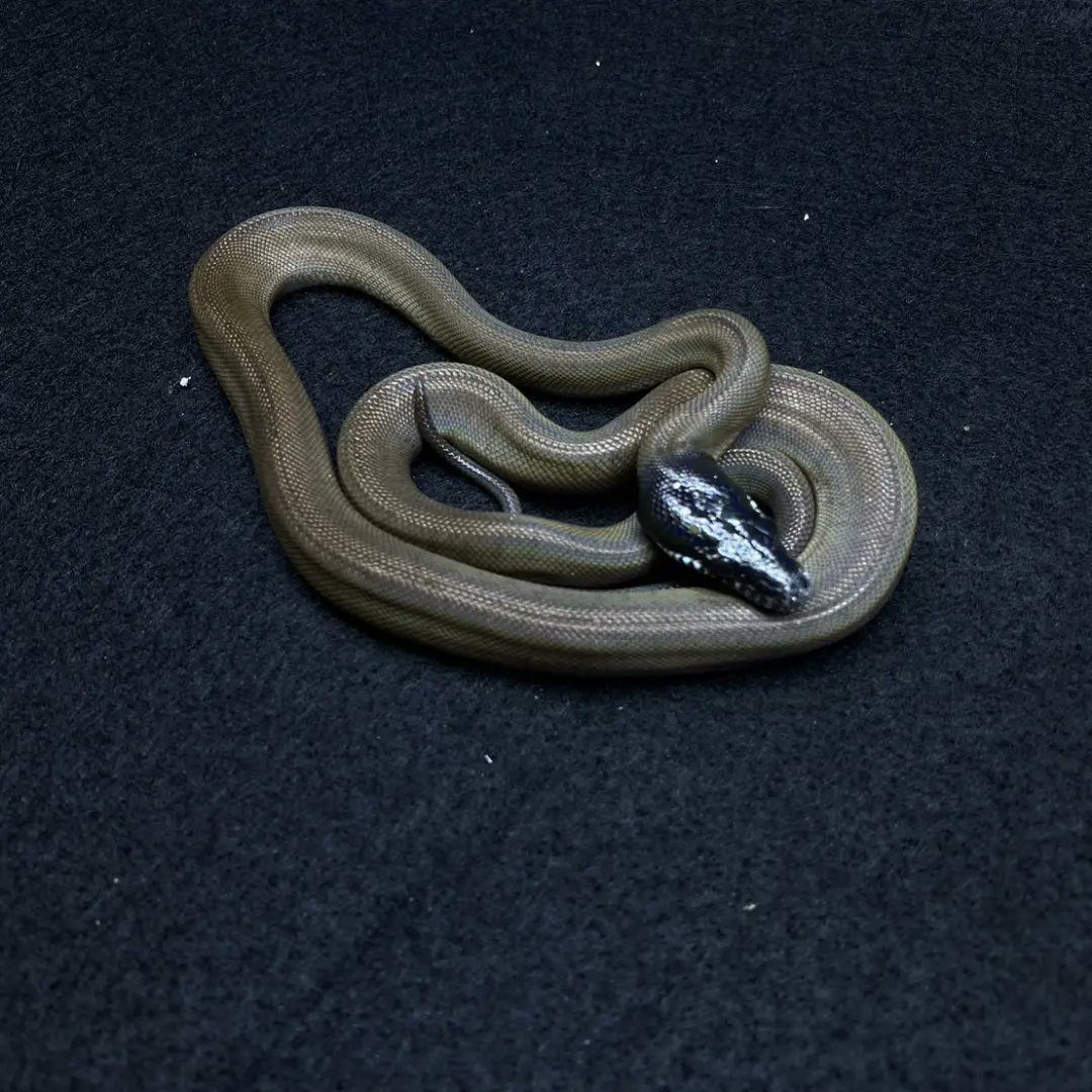 reptile_CRESTA's tweet image. こよなく愛するアルバーティスパイソン
ノーザン×2匹入荷してます!!
ほんとに美しい。
パイソン好きなら一度はお迎えすべし。
#アルバーティスパイソン #シロクチニシキヘビ #whitelippedpython #leiopython #reptile #reptiles #reptileavenue_cresta #albertispython #python #pythons
