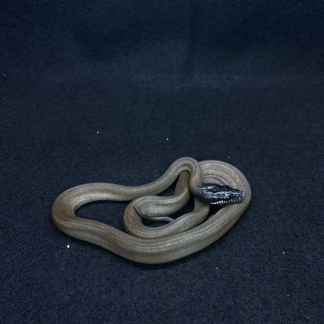 reptile_CRESTA's tweet image. こよなく愛するアルバーティスパイソン
ノーザン×2匹入荷してます!!
ほんとに美しい。
パイソン好きなら一度はお迎えすべし。
#アルバーティスパイソン #シロクチニシキヘビ #whitelippedpython #leiopython #reptile #reptiles #reptileavenue_cresta #albertispython #python #pythons
