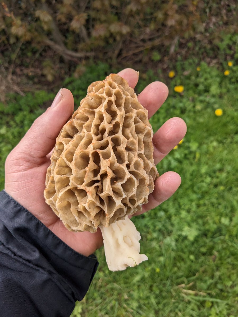 What a beauty! I’ve never seen one as big as that before.
#morels #fungi