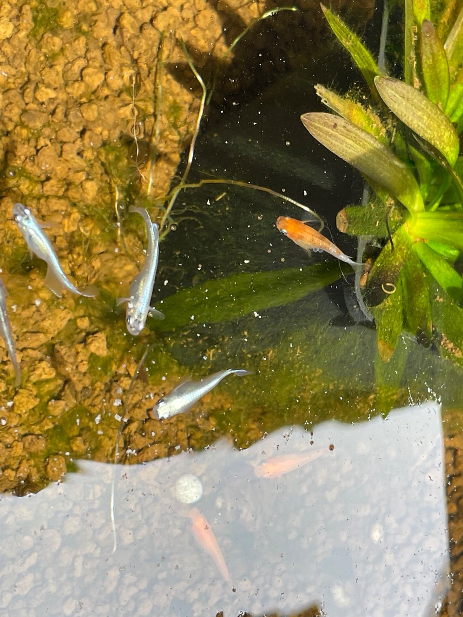 OhmiseboneCL's tweet photo. クリニックで飼っているメダカ達です。
近江八幡の冬の寒さにも耐え、4月に入ってからは食欲も出て活発になってきました😊

今日はお腹に卵を付けたメダカを発見！
赤ちゃんメダカが無事に産まれてきますように✨

#滋賀県 #近江八幡市 #淡海せぼねクリニック #脊椎 #日帰り手術 #脳神経外科 #整形外科 https://t.co/nfdbc1hWMJ