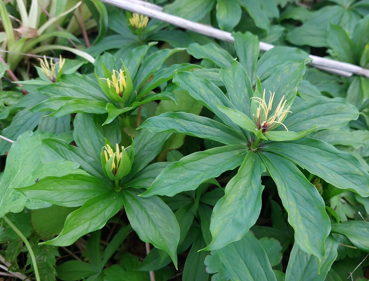 Paris incompleta - will get round to splitting this one year or another....

#paris #parisincompleta #shadeplants #woodlandgarden #woodlandplants #plantsforshade #peatfree