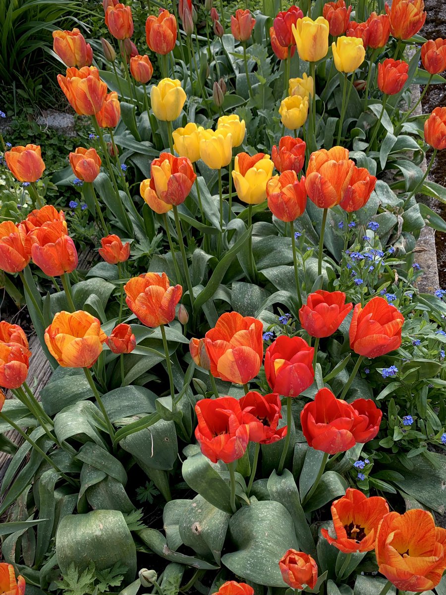 A fine array for #TulipTuesday