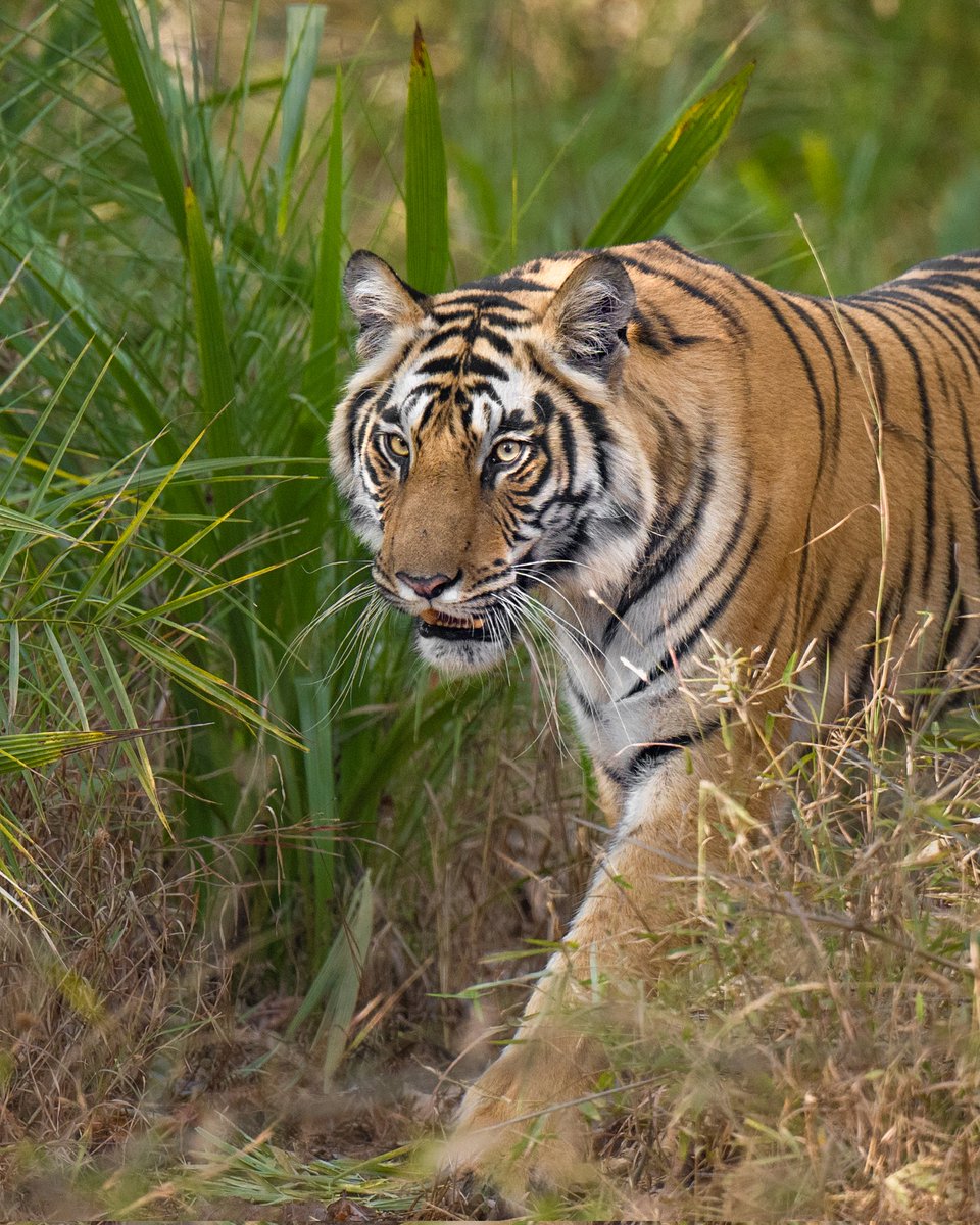 Tigers of Bandhavgarh #natgeoindia