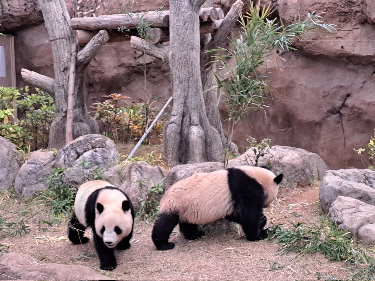 KamuiKuroshi's tweet photo. PANDAAAA!!!🐼🐼🐼💜💜💜
#JapanUrlaub2023 #Panda #UenoZoo #BestAnimals #PandaFamily https://t.co/xFMZqaJIov