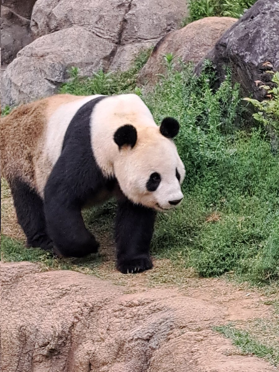 KamuiKuroshi's tweet photo. PANDAAAA!!!🐼🐼🐼💜💜💜
#JapanUrlaub2023 #Panda #UenoZoo #BestAnimals #PandaFamily https://t.co/xFMZqaJIov