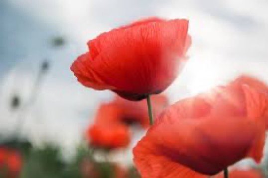Sallyknitter's tweet photo. 🌹❤️#Liberazione #25aprile #Resistenza #festadellaliberazione #Italia #partigiani #grazie https://t.co/aGSJINzJXI