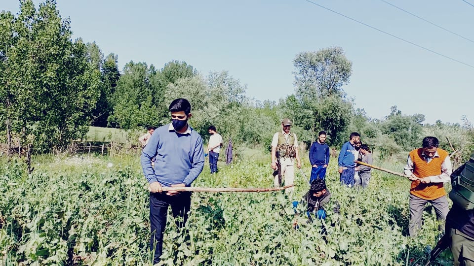 revenuejnk's tweet photo. #NashaMukhtBharat
Tehsildar Pattan leading from the front in the poppy destruction drive held by Revenue Officials in collaboration with other departments in various villages of Pattan. 
@dr_piyushsingla @NMBA_MSJE @diprjk @DCBaramulla @DrSyedSehrish @DICBaramulla https://t.co/nbt0gSQs97