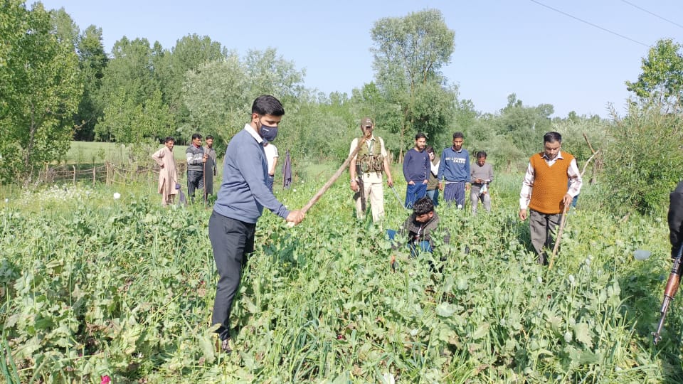 revenuejnk's tweet photo. #NashaMukhtBharat
Tehsildar Pattan leading from the front in the poppy destruction drive held by Revenue Officials in collaboration with other departments in various villages of Pattan. 
@dr_piyushsingla @NMBA_MSJE @diprjk @DCBaramulla @DrSyedSehrish @DICBaramulla https://t.co/nbt0gSQs97