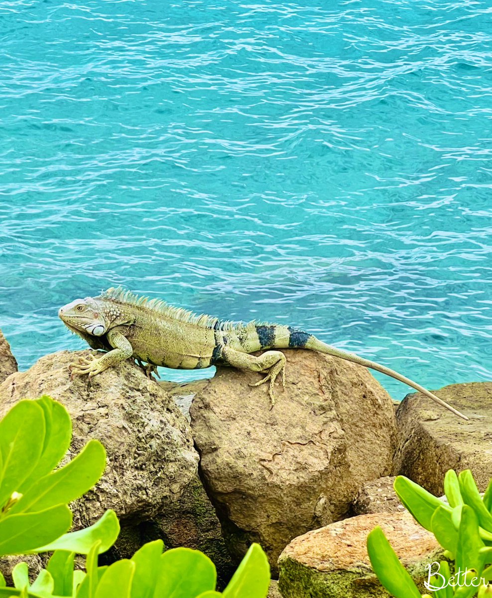 Skye the Reader •secretly writing• tweet media