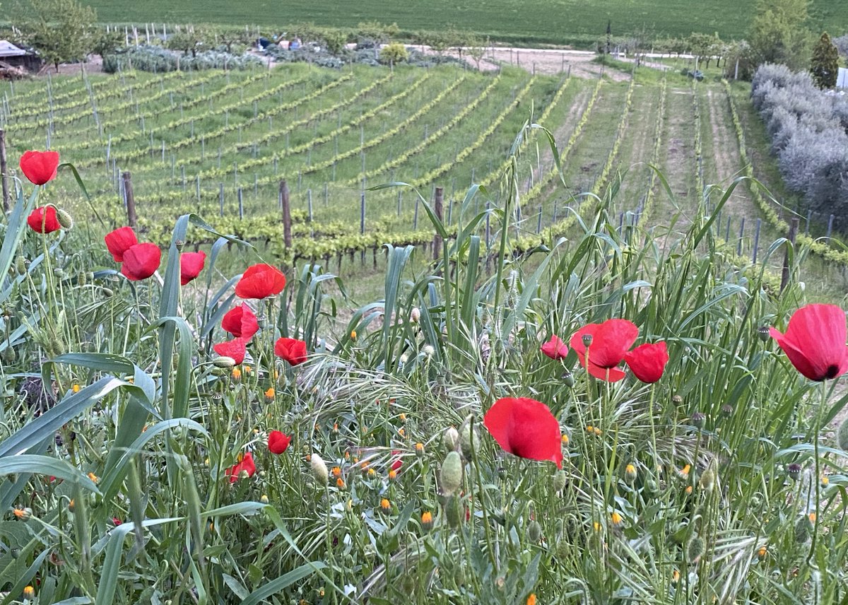 Buon 25 Aprile #festadellaliberazione