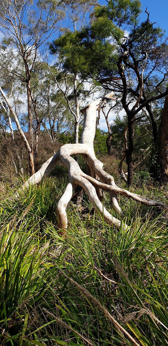 Runaway.... #trees #bushwalk #walkingtrails #eucalyptus #bush #walks #treefriends