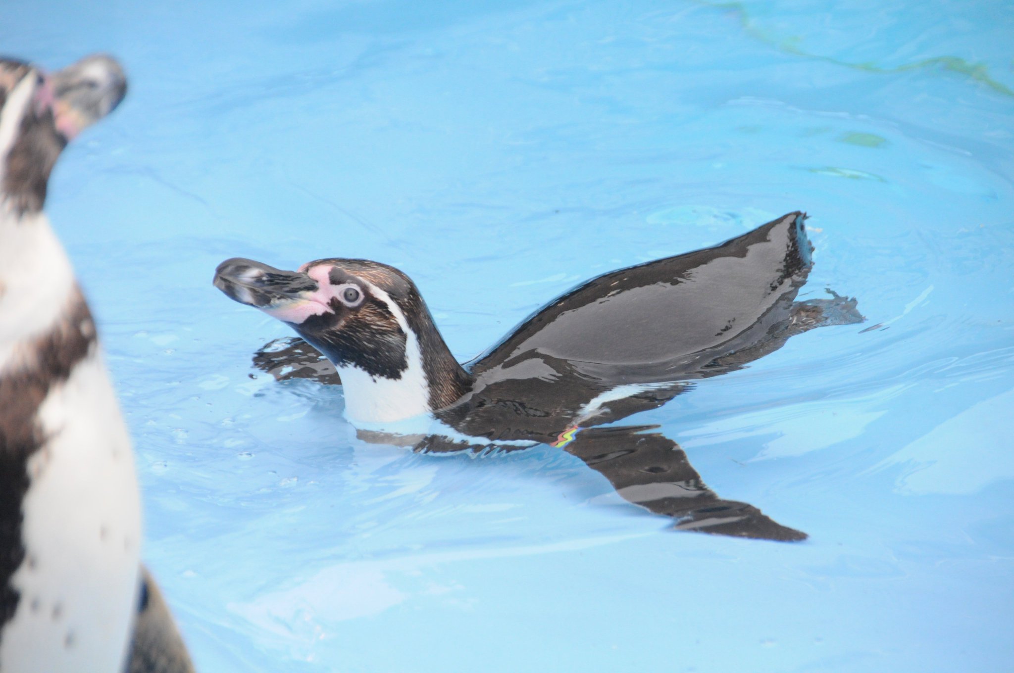 ➖牧場王様➖ボナベンチュラ　ペンギン アニマルチャーム (ペンギン)